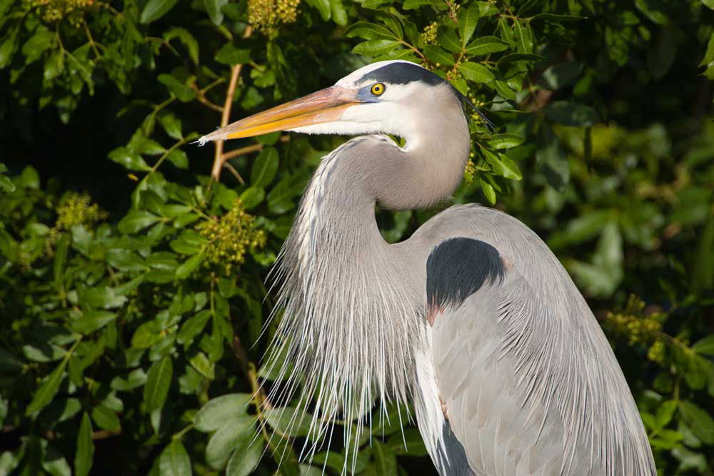 Great Blue Herons the largest species in North America