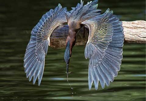 Great Blue Heron spectacular wings…