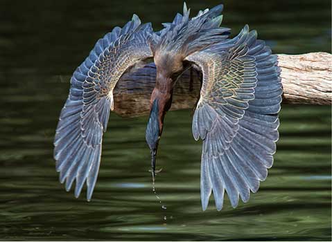 Great Blue Heron wing span