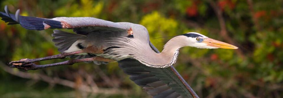Great Blue Heron in flight …
