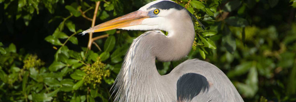 Great Blue Heron is the largest species in North America