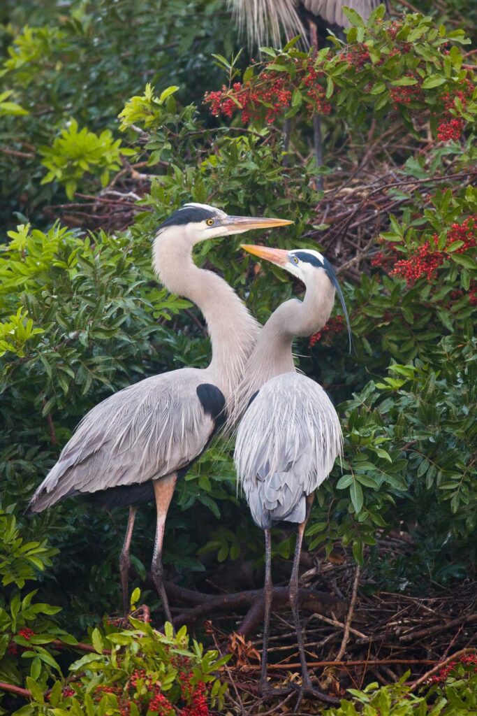 Great Blue Heron couples are mates for a season