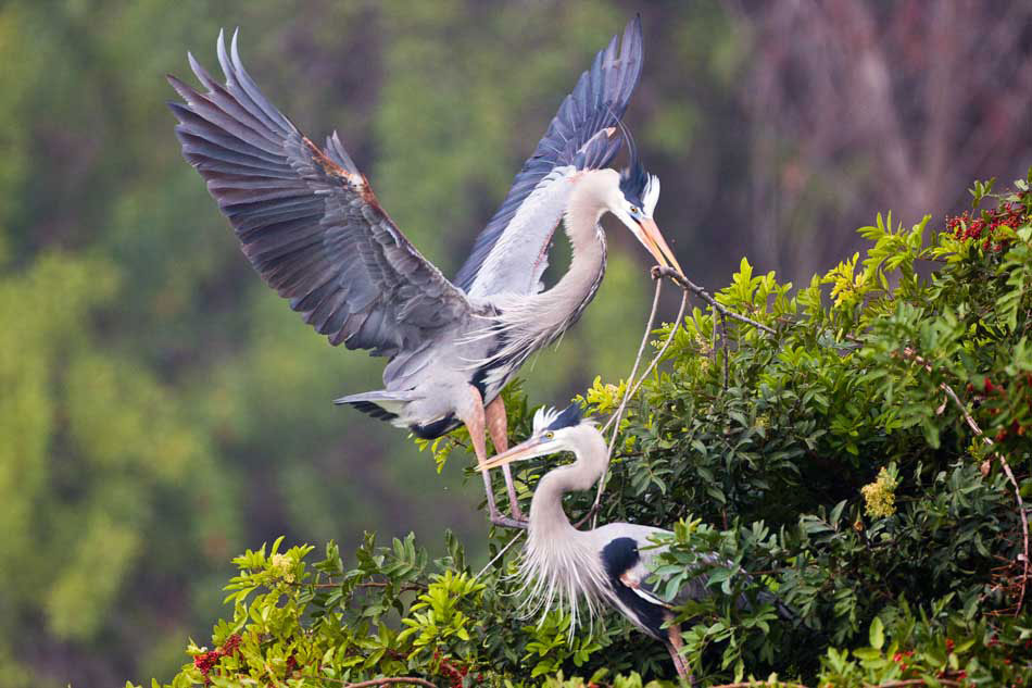 Great Blue Heron couple builds a nest